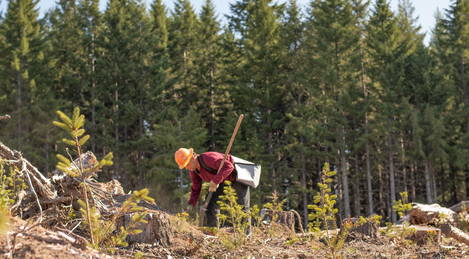 Man leaning in cleared woods