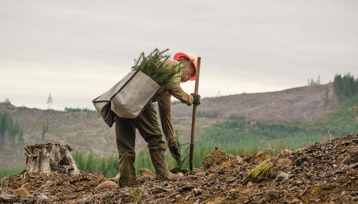 Person planting tree in cleared woods